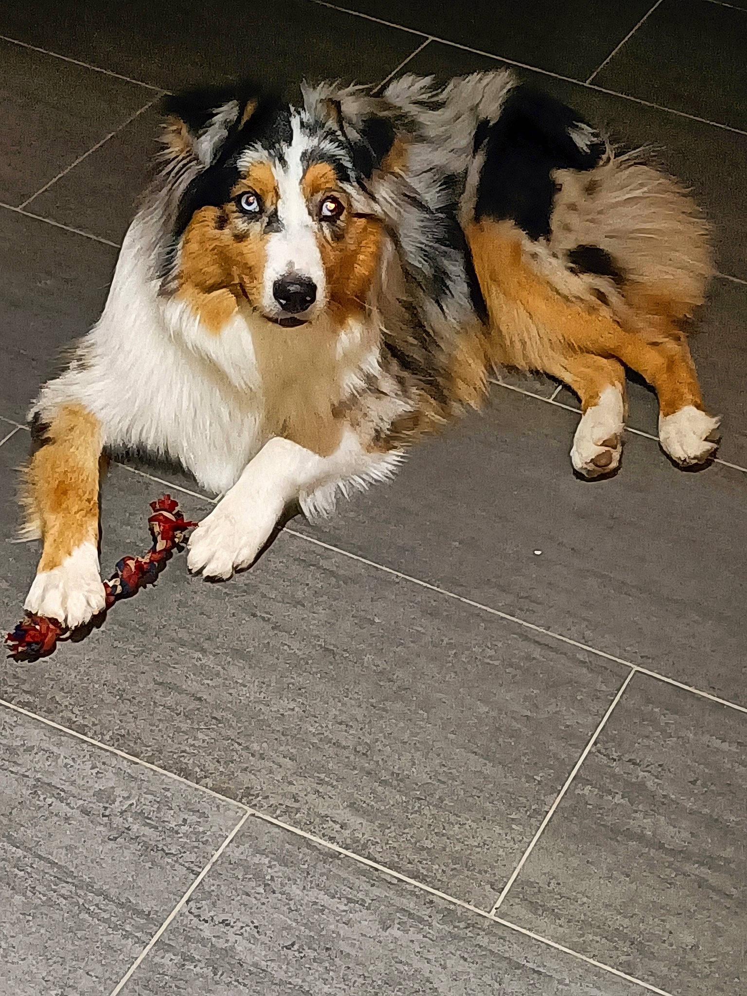 Tahia participe au concours pour gagner de l'argent avec cette photo : canidae, carnivore, collie, companion_dog, dog, dog_breed, flooring, foot, fur, herding_dog, paw, rough_collie, scotch_collie, sporting_group, terrestrial_animal, tile_flooring, working_dog