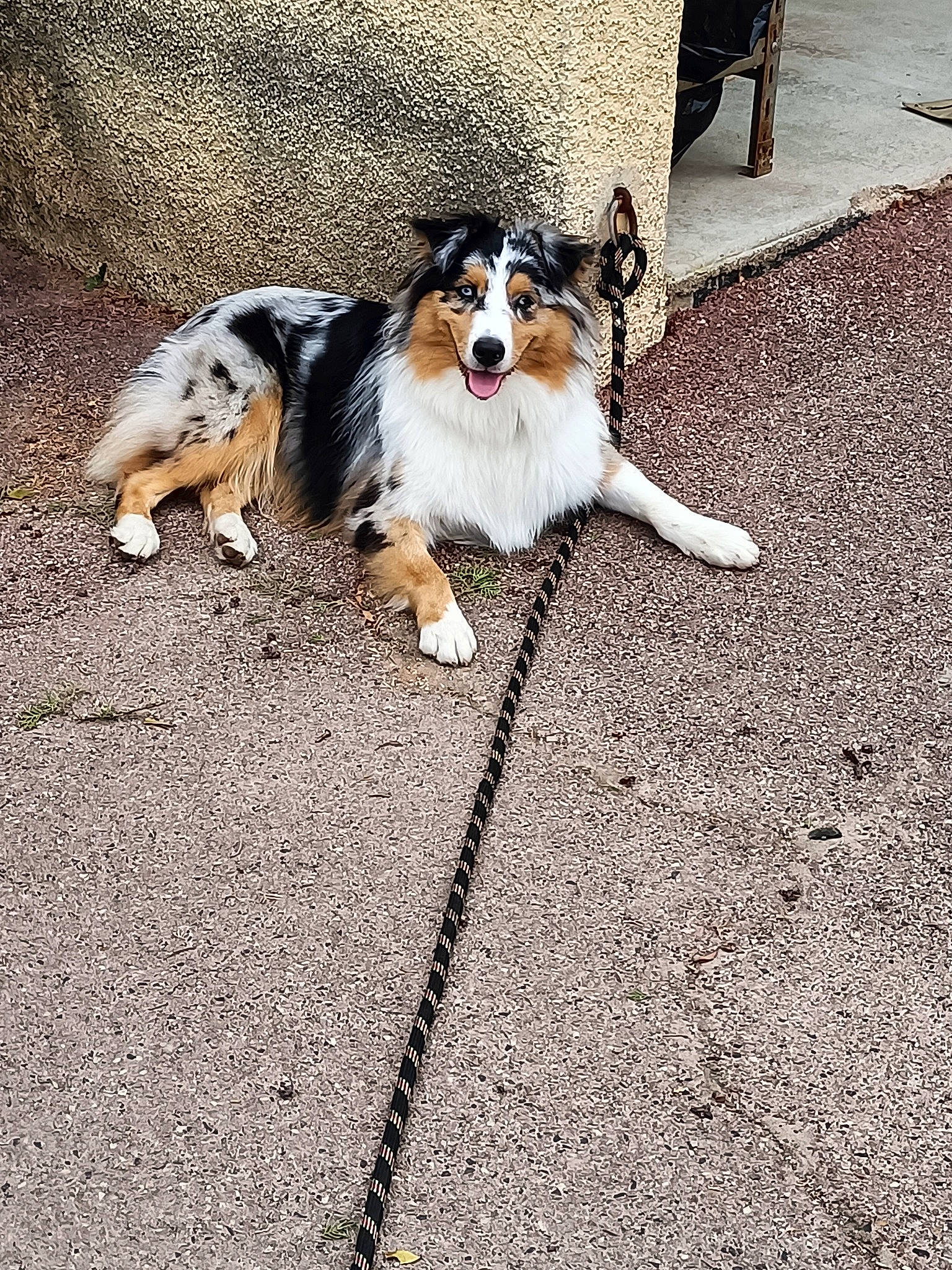 Tahia a rejoint le concours — aidez-le/la à gagner de superbes lots ! asphalt, canidae, carnivore, companion_dog, dog, dog_breed, dog_supply, fawn, flooring, fur, herding_dog, paw, pet_supply, road, road_surface, shadow, sidewalk, snout, sporting_group, tail