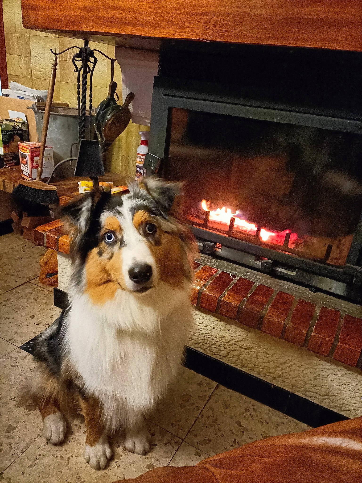 Tahia a rejoint le concours — aidez-le/la à gagner de superbes lots ! building, canidae, carnivore, collie, companion_dog, dog, dog_breed, fireplace, flooring, fur, gas, heat, herding_dog, rough_collie, scotch_collie, shetland_sheepdog, snout, sporting_group, whiskers, wood