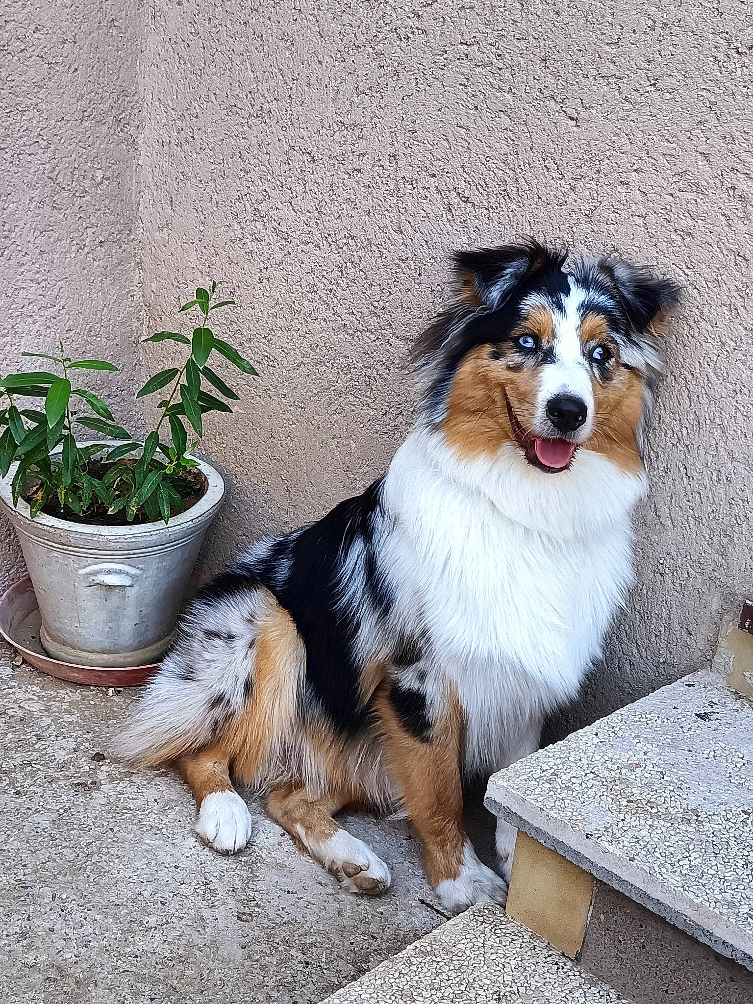Tahia a rejoint le concours — aidez-le/la à gagner de superbes lots ! canidae, carnivore, companion_dog, dog, dog_breed, flowerpot, fur, herb, herding_dog, houseplant, mammal, plant, scotch_collie, sitting, snout, sporting_group, vertebrate, whiskers, working_animal, working_dog