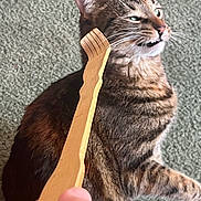 Kiki is registered to the contest to win money with this photo: cat, tabby, pet, animal, feline, carpet, scratch, wooden_back_scratcher, paw, fur, whiskers, ears, close_up, indoor, hand, texture, expression, mouth_open, sitting, domestic_cat
