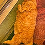 cat, orange_cat, fluffy, lying_down, relaxed, indoor, mat, door, curled_paws, tail, fur, pet, animal, resting, cozy, looking_away, floor, carpet, home, cute