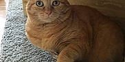 Kedi a rejoint le concours — aidez-le/la à gagner de superbes lots ! animal, basket, carpet, cat, closeup, cozy, curious, cute, domestic_animal, feline, fur, indoor, looking_at_camera, marble_background, orange_tabby, paw, pet, resting, whiskers, wide_eyes