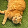Kedi