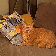 Kedi a rejoint le concours — aidez-le/la à gagner de superbes lots ! cat, orange_tabby, couch, pillow, pineapple, be_happy, yawning, indoor, furniture, cozy, pet, animal, relaxed, home, living_room, cute, sleepy, tabby, mammal, domestic