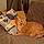 Kedi