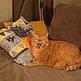cat, orange_tabby, couch, pillow, pineapple, be_happy, yawning, indoor, furniture, cozy, pet, animal, relaxed, home, living_room, cute, sleepy, tabby, mammal, domestic