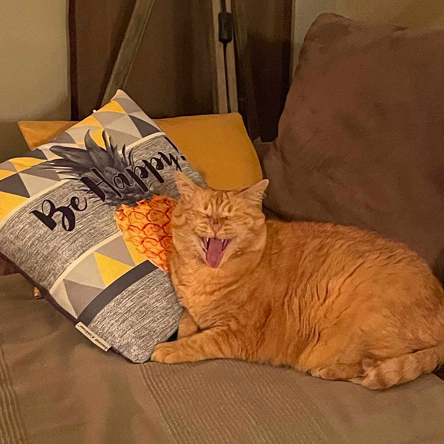 Kedi a rejoint le concours — aidez-le/la à gagner de superbes lots ! animal, be_happy, cat, couch, cozy, cute, domestic, furniture, home, indoor, living_room, mammal, orange_tabby, pet, pillow, pineapple, relaxed, sleepy, tabby, yawning