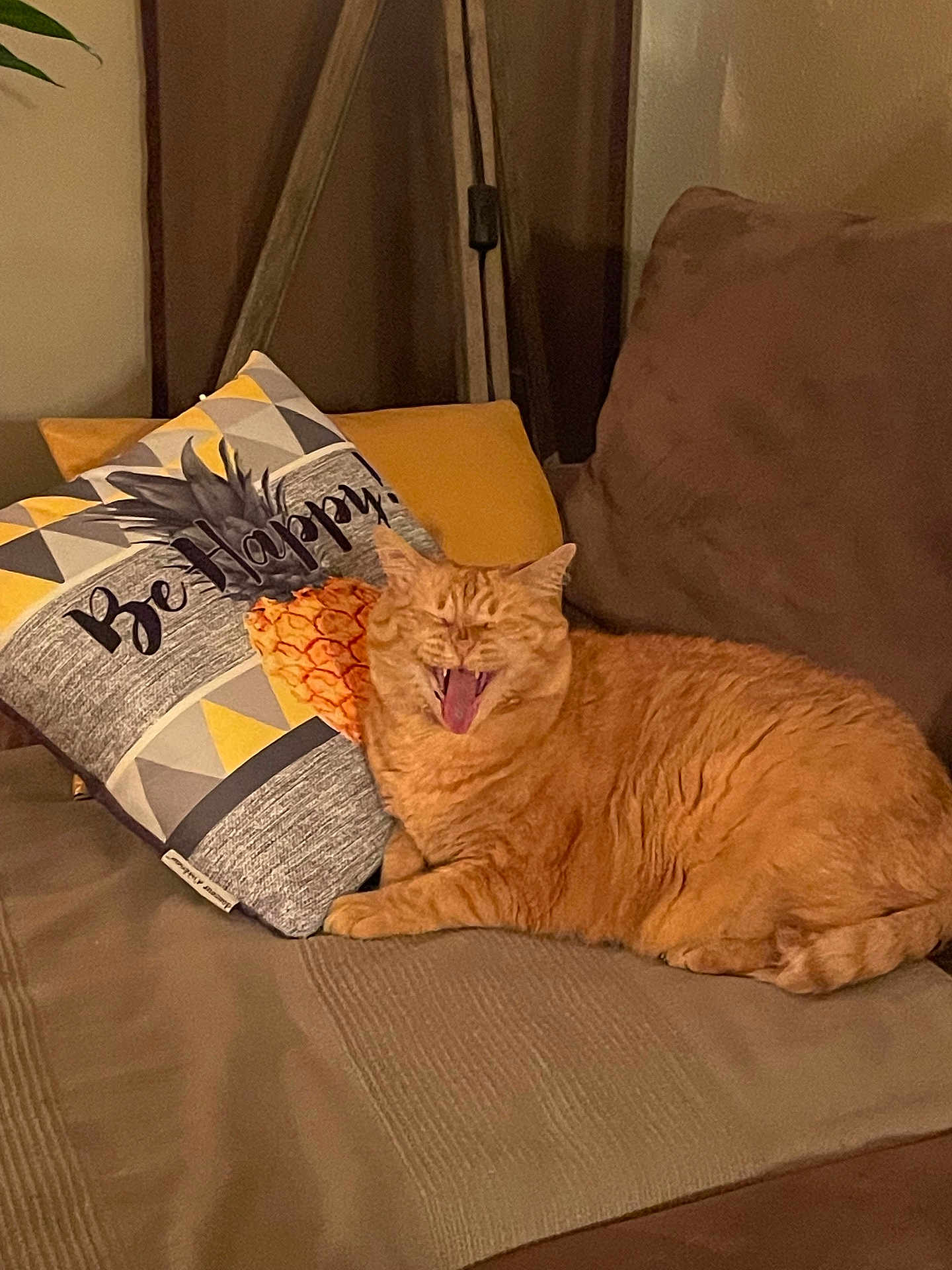 Kedi