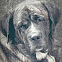 Marley a rejoint le concours — aidez-le/la à gagner de superbes lots ! dog, dog_breed, dog_breed_group, dog_like_mammal, fur, livestock_guardian_dog, snout, whiskers