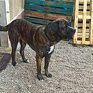 Marley a rejoint le concours — aidez-le/la à gagner de superbes lots ! carnivoran, dog, dog_breed, dog_breed_group, dog_like_mammal, perro_de_presa_canario, plott_hound, snout, treeing_tennessee_brindle