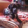 Marley a rejoint le concours — aidez-le/la à gagner de superbes lots ! bandog, boerboel, boxer, bullmastiff, cane_corso, carnivoran, dog, dog_breed, dog_breed_group, dog_like_mammal, guard_dog, snout, sporting_group