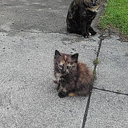Chanel participe au concours pour gagner de l'argent avec cette photo : asphalt, carnivore, cat, domestic_long_haired_cat, domestic_short_haired_cat, felidae, grass, kitten, mammal, organism, road_surface, small_to_medium_sized_cats, tail, whiskers, wild_cat