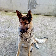 Junior participe au concours pour gagner de l'argent avec cette photo : ancient_dog_breeds, canidae, carnivore, dog, dog_breed, east_european_shepherd, fawn, german_shepherd_dog, king_shepherd, kunming_wolfdog, mammal, native_american_indian_dog, old_german_shepherd_dog, rare_breed_dog, shiloh_shepherd_dog, snout, sporting_group, street_dog, vertebrate, working_dog