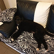 Pepsi a rejoint le concours — aidez-le/la à gagner de superbes lots ! bed, black, canidae, carnivore, comfort, companion_dog, dog, dog_breed, fur, furniture, linens, pillow, room, sporting_group