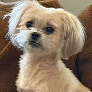 Rue is registered to the contest to win money with this photo: blanket, close_up, companion, couch, cozy, dog, domestic_animal, ears, expressive_eyes, fluffy, furniture, head_tilt, indoor, muzzle, pet, portrait, sitting, small_dog, whiskers, white_fur