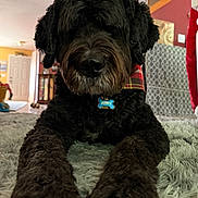 Arrow joined the competition — help win amazing prizes! dog, black_dog, doodle, pet, indoor, rug, close_up, portrait, nose, paws, collar, tag, fur, living_room, home, carpet, muzzle, whiskers, front_legs, plaid_bandana