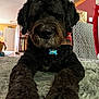 dog, black_dog, doodle, pet, indoor, rug, close_up, portrait, nose, paws, collar, tag, fur, living_room, home, carpet, muzzle, whiskers, front_legs, plaid_bandana