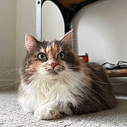 Crit joined the competition — help win amazing prizes! carpet, cat, close_up, domestic_cat, ears, feline, fluffy, fur, furniture, gaze, green_eyes, indoors, long_hair, nose, paw, pet, portrait, relaxed, sitting, whiskers