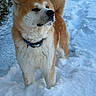 akita, dog, snow, outdoor, animal, pet, fur, collar, winter, cold, nature, mammal, canine, fluffy, standing, portrait, daylight, background, snout, paw