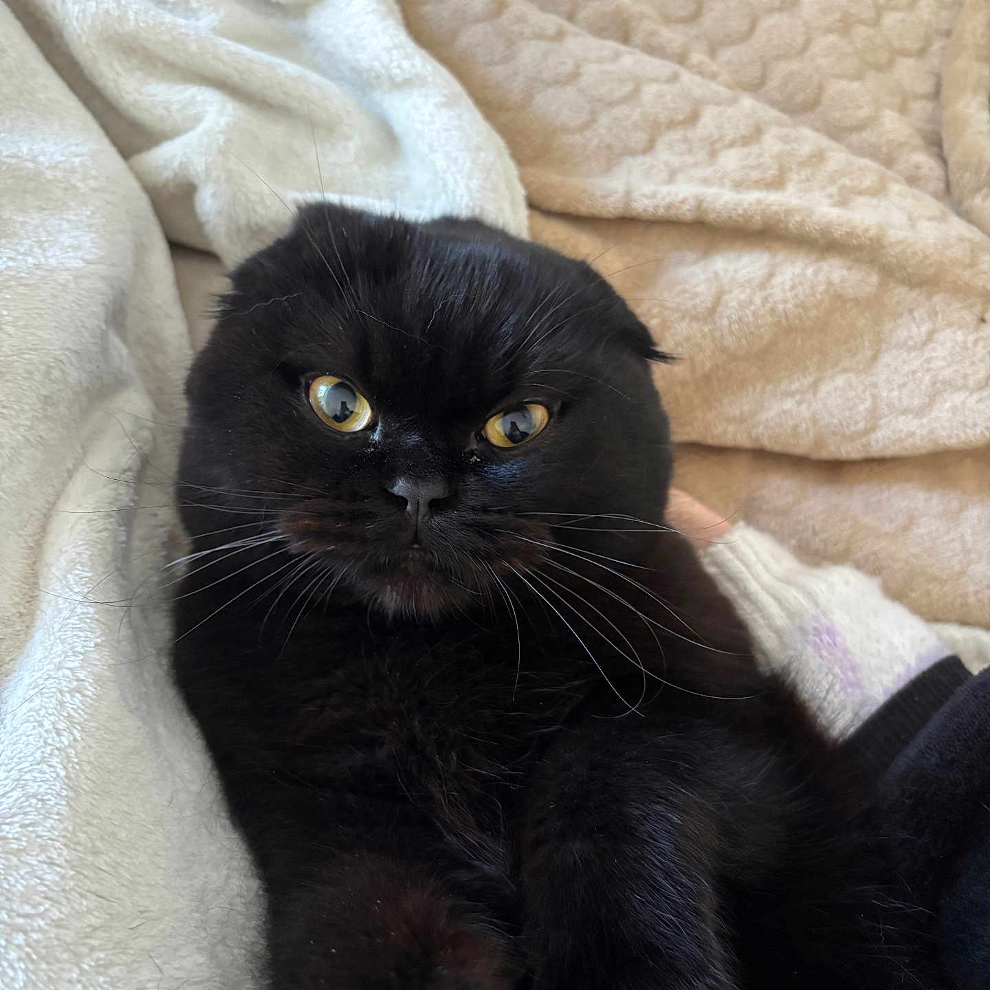 Romy a rejoint le concours — aidez-le/la à gagner de superbes lots ! black_cat, cat, feline, golden_eyes, whiskers, fur, fluffy, portrait, close_up, indoors, blanket, cozy, pet, animal, lounging, sitting, relaxed, bed, black_fur, expressive_face