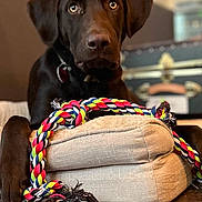 Whisky joined the competition — help win amazing prizes! dog, labrador, brown_dog, pet, indoor, dog_bed, rope_toy, colorful_toy, wooden_floor, furniture, home, canine, animal, domestic, resting, looking, close_up, portrait, paw, blurred_background