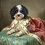 animal, black_and_white, blue_cushion, classical_style, curly_fur, decorative, dog, elegant, fancy, fur_texture, historical_style, indoor, luxury, majestic, ornate, pet, pink_cloth, portrait, resting, royal_cape