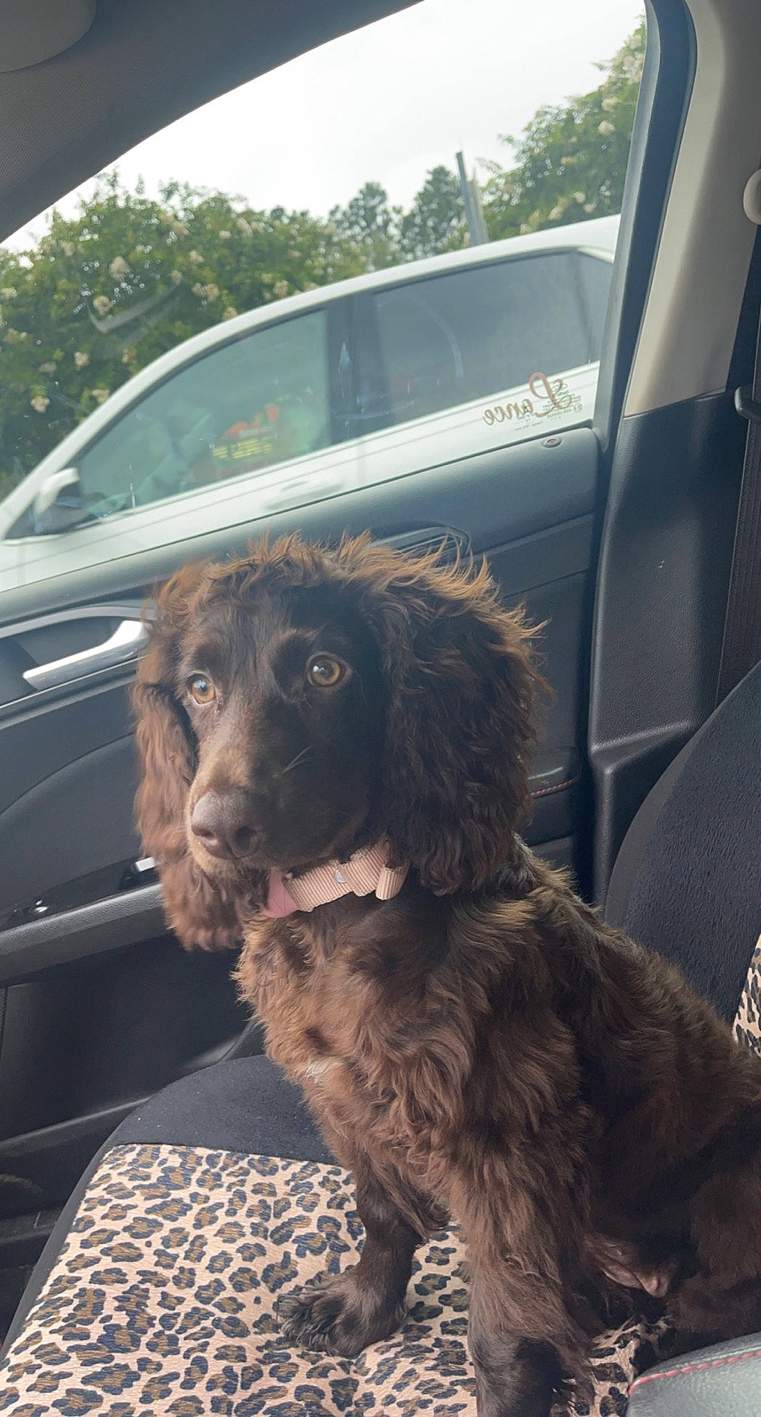 Skye joined the competition — help win amazing prizes! automotive_exterior, canidae, car, carnivore, companion_dog, dog, dog_breed, fur, gun_dog, liver, motor_vehicle, sky, snout, spaniel, sporting_group, tints_and_shades, tree, vehicle, vehicle_door, working_animal