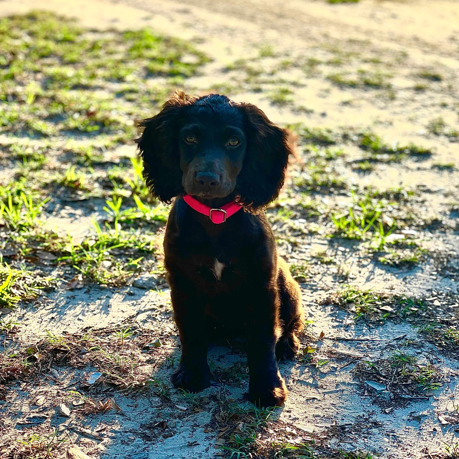 Skye