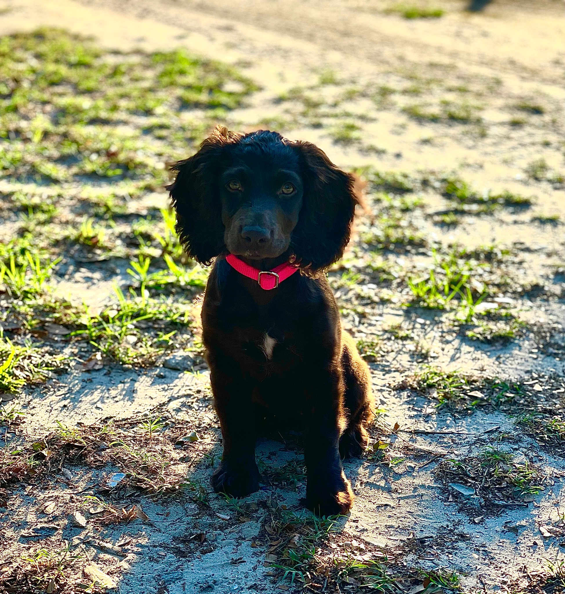 Skye