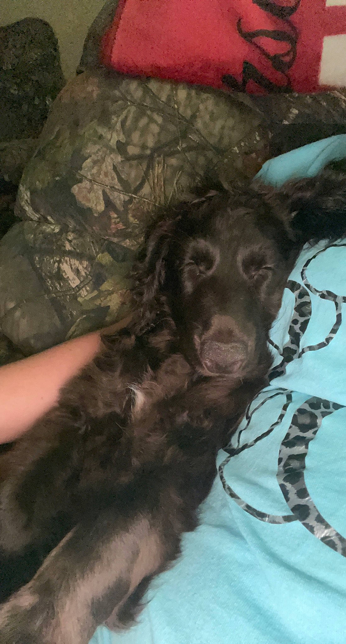 Skye joined the competition — help win amazing prizes! borador, carnivore, cocker_spaniel, comfort, companion_dog, dog, dog_breed, dog_collar, fur, guard_dog, gun_dog, liver, pointing_breed, retriever, russian_spaniel, snout, spaniel, sporting_group, whiskers, working_animal