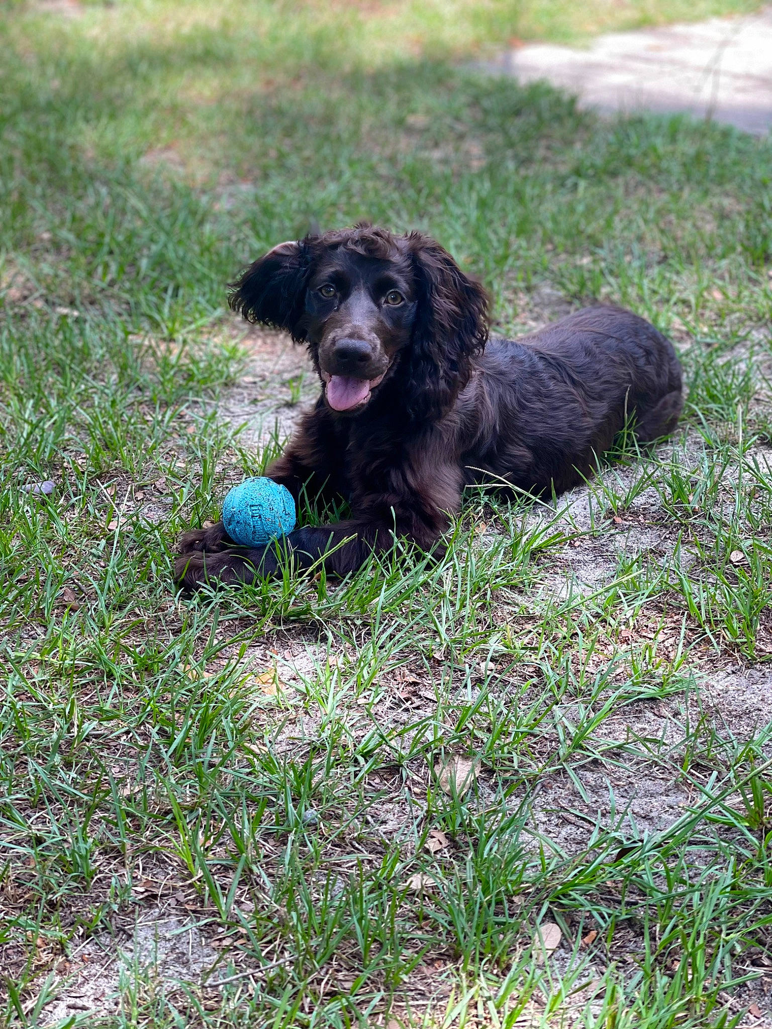 Skye joined the competition — help win amazing prizes! canidae, carnivore, companion_dog, dog, dog_breed, grass, groundcover, gun_dog, hunting_dog, liver, plant, snout, soil, spaniel, sporting_group, water_dog, working_animal, working_dog