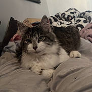 Max is registered to the contest to win money with this photo: cat, pet, indoor, bed, blanket, fur, animal, cute, domestic, resting, feline, whiskers, paws, cozy, home, portrait, relaxing, sleepy, soft, comfortable