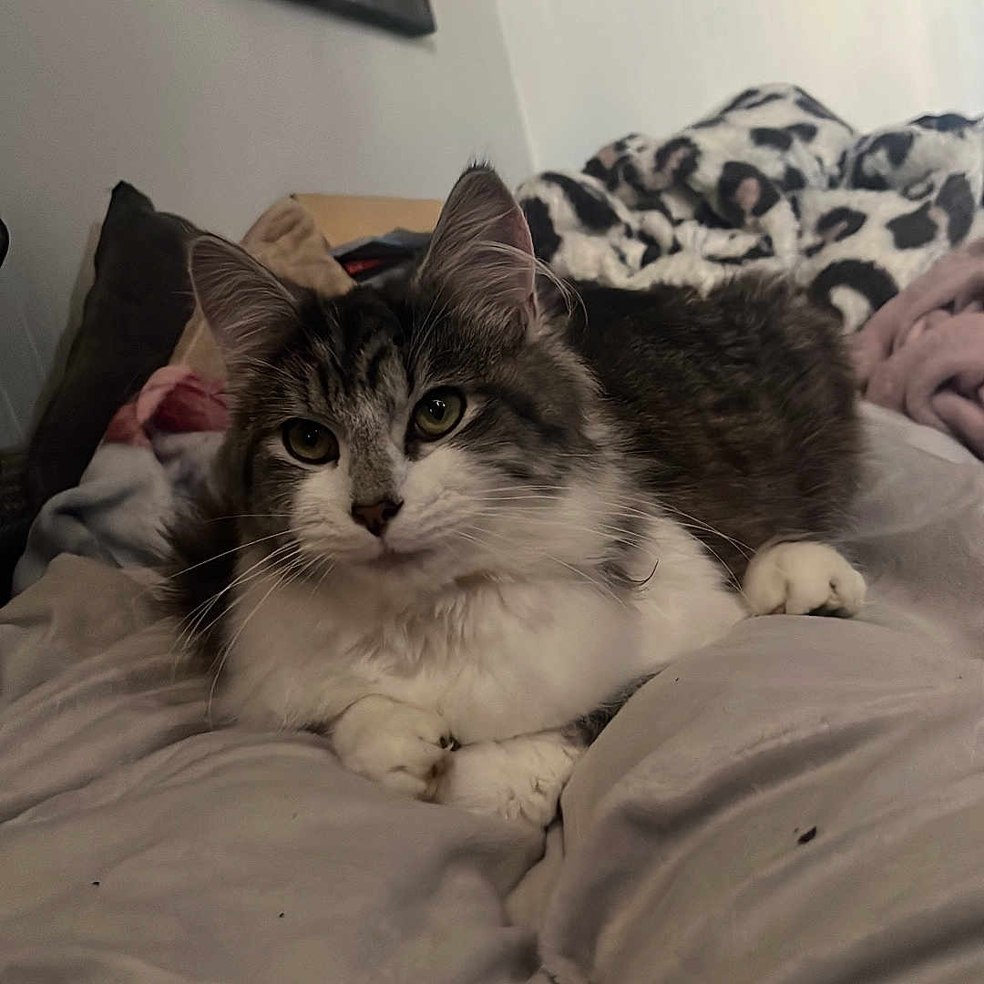 Max is registered to the contest to win money with this photo: cat, pet, indoor, bed, blanket, fur, animal, cute, domestic, resting, feline, whiskers, paws, cozy, home, portrait, relaxing, sleepy, soft, comfortable