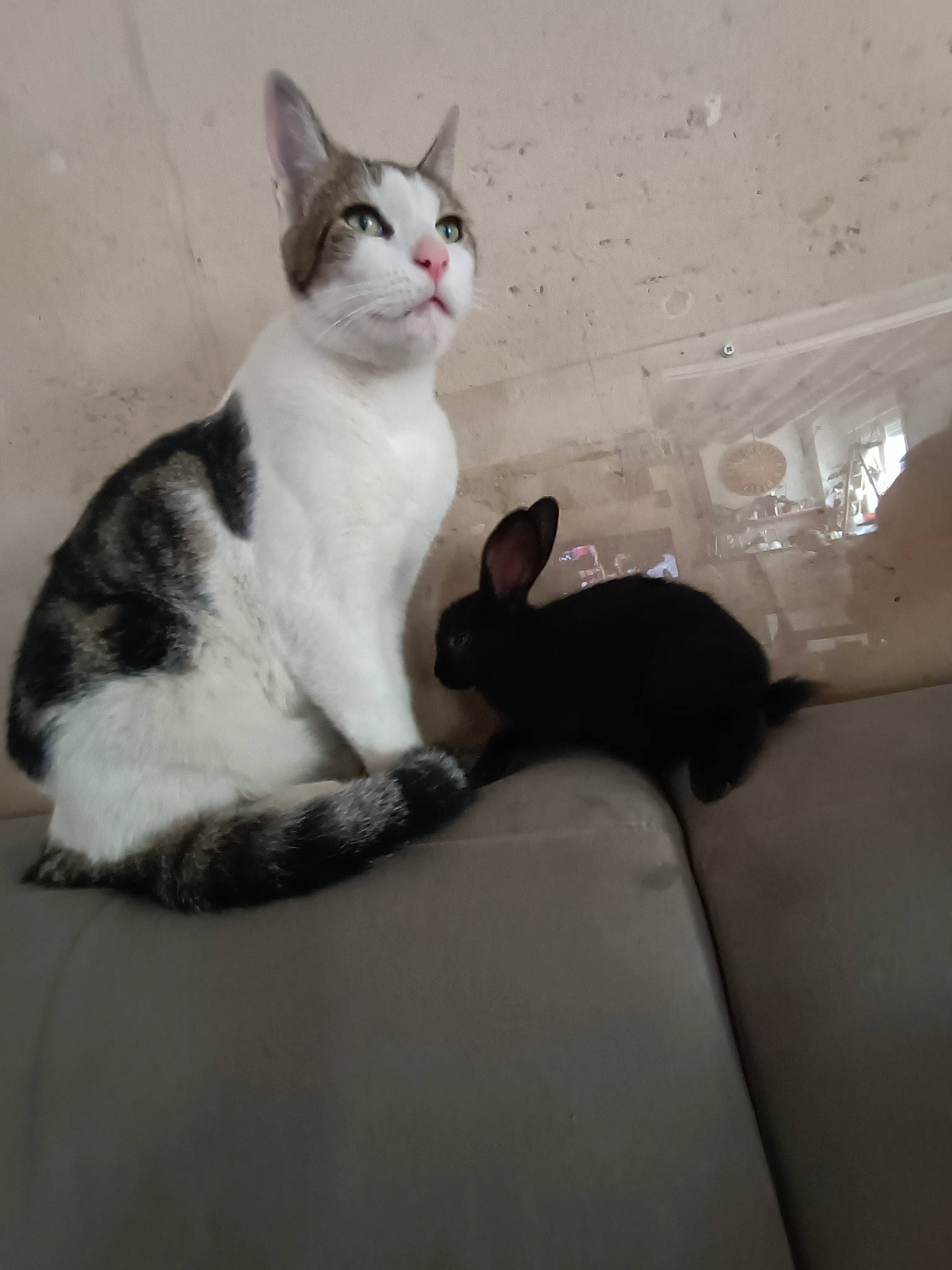 Entente a rejoint le concours — aidez-le/la à gagner de superbes lots ! carnivore, cat, comfort, domestic_short_haired_cat, felidae, fur, linens, paw, sitting, small_to_medium_sized_cats, snout, tail, terrestrial_animal, whiskers, window