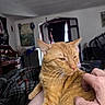 cat, orange_tabby, tabby, feline, pet, animal, portrait, close_up, whiskers, ears, yellow_eyes, fur, striped_fur, sitting, relaxed, being_held, human_hand, blanket, indoor, home