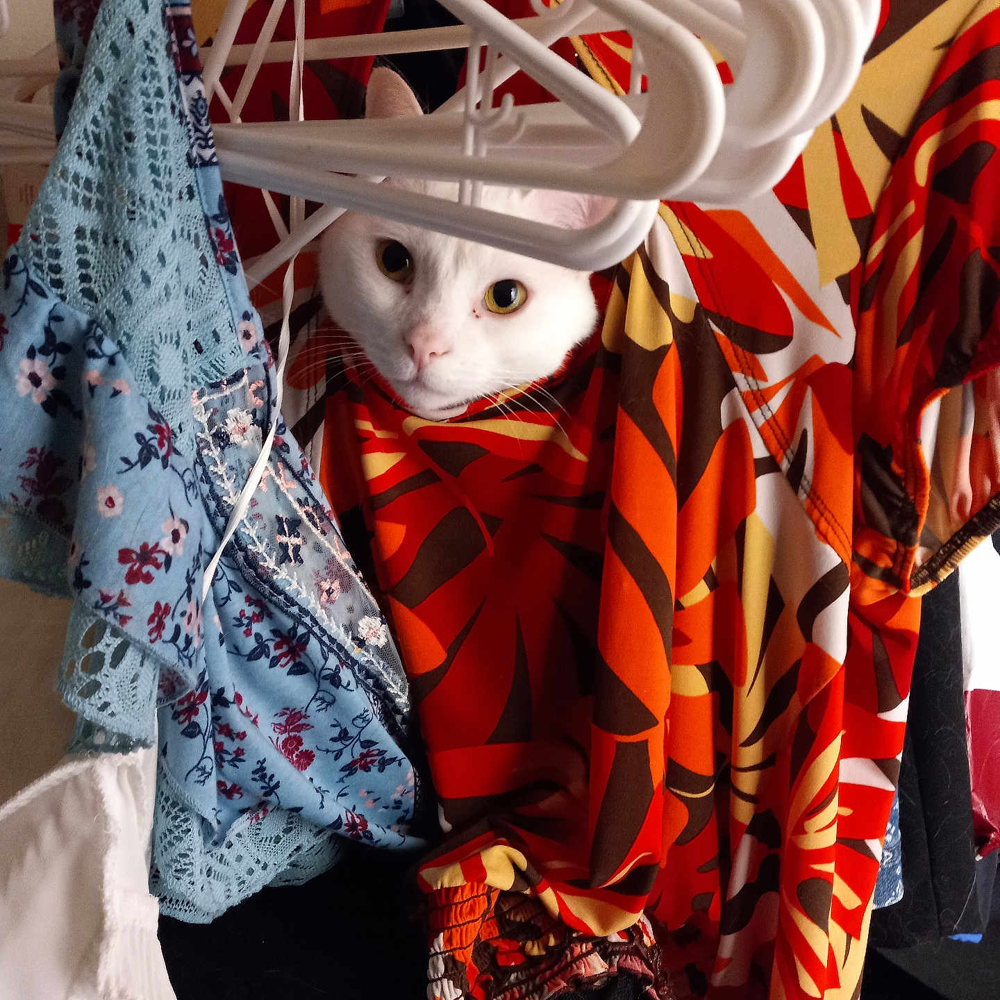 Dana Glick joined the competition — help win amazing prizes! animal, background, cat, closeup, clothes, colorful, curious, domestic, fabric, face, hangers, hiding, home, indoor, patterned_clothes, pet, sitting, soft_lighting, textile, white_cat