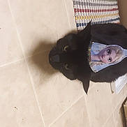 Jax is registered to the contest to win money with this photo: canidae, carnivore, comfort, dog_breed, eye, felidae, floor, flooring, fur, hardwood, jacket, linens, room, small_to_medium_sized_cats, smile, snout, sporting_group, tail, whiskers, wood