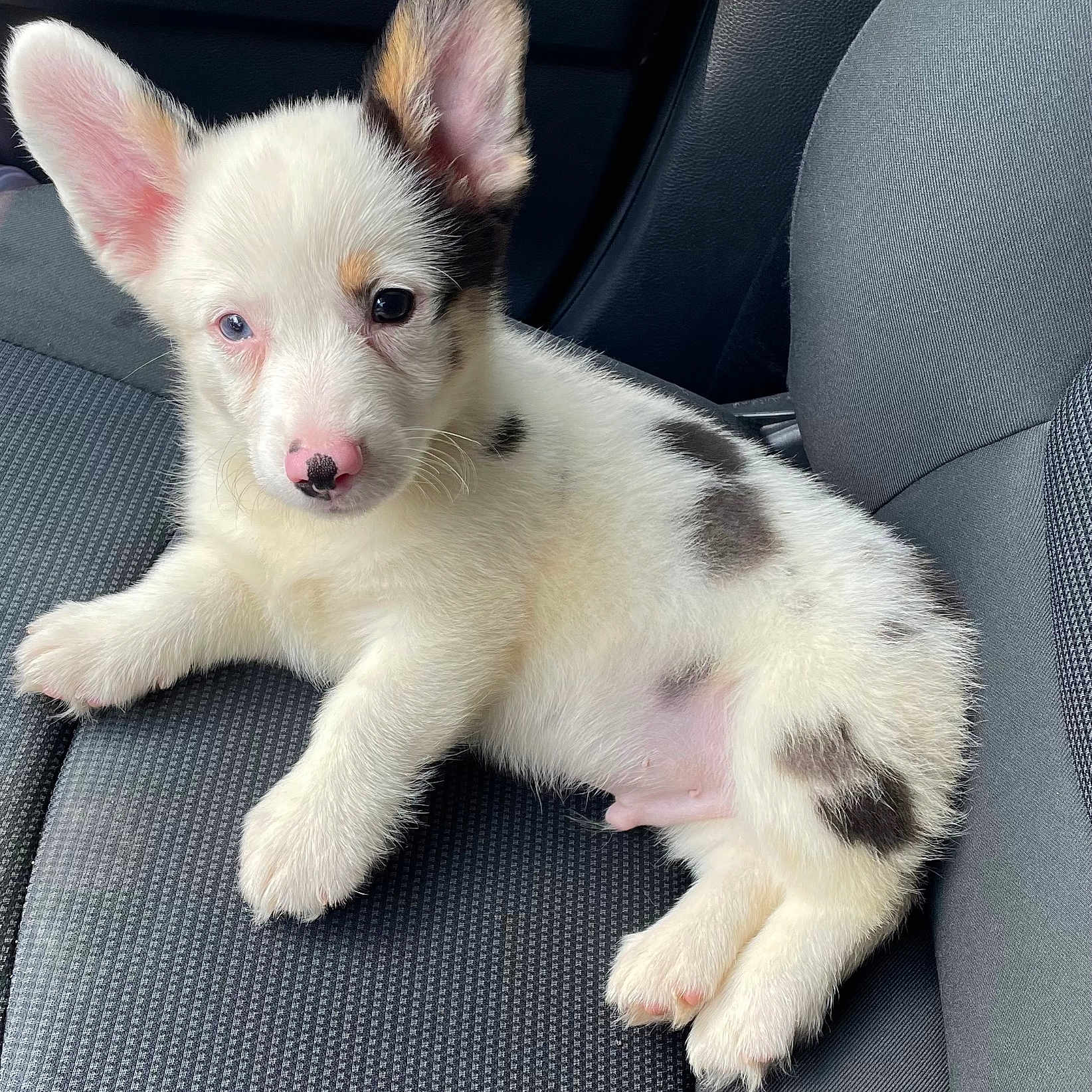 Bandit is registered to the contest to win money with this photo: animal, ball, canine, car, car_interior, carseat, cockerspaniel, dog, eskimodog, football, husky, pet, puppy, snout, soccer, soccerball, sport, transportation, vehicle, whitedog