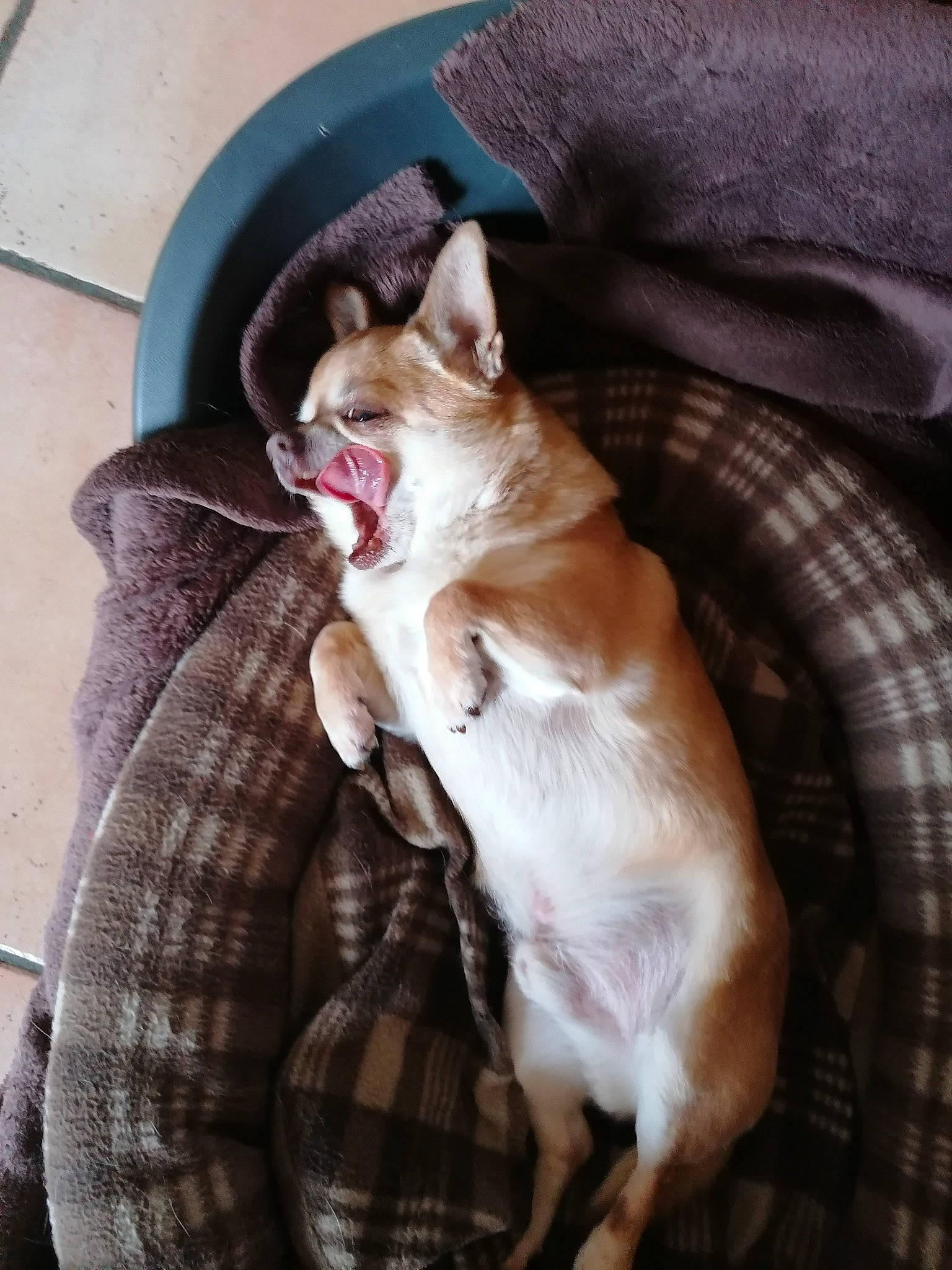 Titi participe au concours pour gagner de l'argent avec cette photo : carnivore, cat, collar, comfort, companion_dog, couch, dog_breed, domestic_short_haired_cat, fawn, felidae, fur, linens, pattern, paw, plaid, small_to_medium_sized_cats, tail, tartan, whiskers, yawn