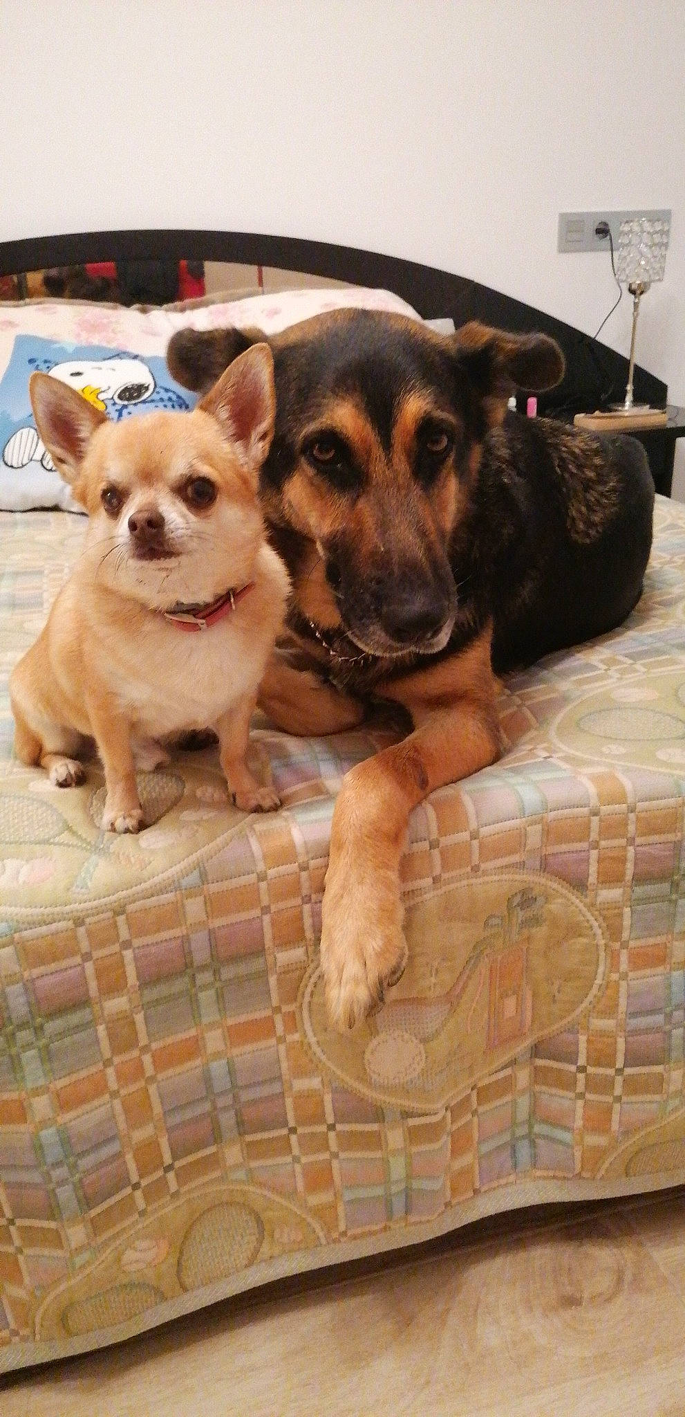 Titi a rejoint le concours — aidez-le/la à gagner de superbes lots ! carnivore, chihuahua, clock, comfort, companion_dog, dog, dog_breed, dog_supply, fawn, floor, flooring, fur, pattern, paw, pet_supply, puppy_love, snout, sporting_group, toy_dog, working_animal