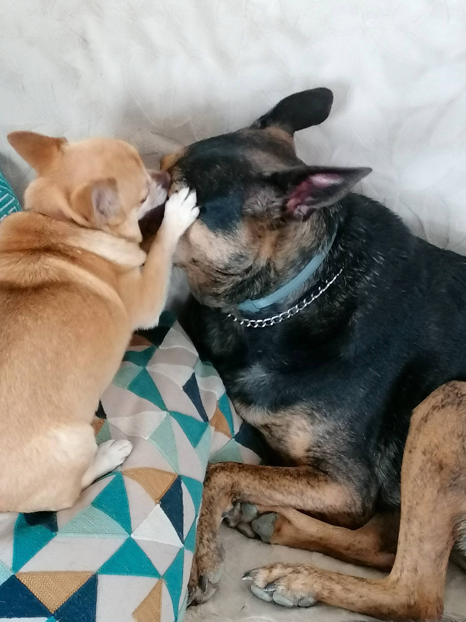 Titi participe au concours pour gagner de l'argent avec cette photo : canidae, carnivore, collar, comfort, companion_dog, dog, dog_breed, ear, fawn, fur, guard_dog, nap, paw, snout, sporting_group, tail, toy_dog, whiskers, working_animal, working_dog