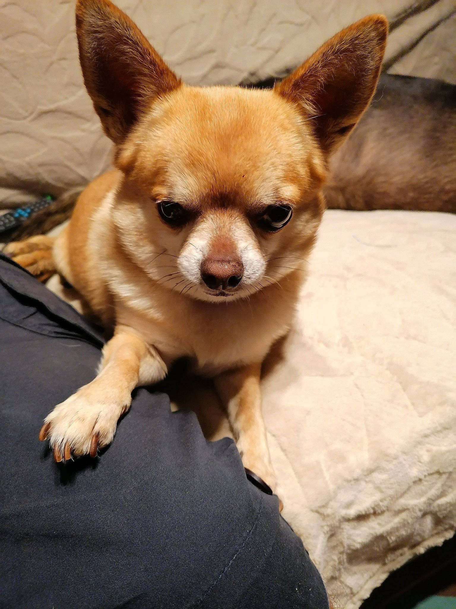 Titi participe au concours pour gagner de l'argent avec cette photo : canidae, carnivore, chihuahua, comfort, companion_dog, corgi_chihuahua, dog, dog_breed, dog_supply, ear, fawn, fur, puppy, snout, sporting_group, terrestrial_animal, toy_dog, whiskers, wood, working_animal