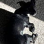 Ponchi is registered to the contest to win money with this photo: animal, black_dog, carpet, cozy, curious, dog, fur, indoor, light, looking_back, lying_down, paw, pet, relaxed, shadow, shadow_play, small_dog, sunlight, tail, texture