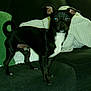 alert, animal, black_dog, blanket, companion, couch, cute, dog, domestic, ears, flash, fur, green_pillow, indoor, pet, reflection, small_dog, standing, tail, white_markings