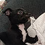 Ponchi is registered to the contest to win money with this photo: animal, black_and_white, blanket, chewing, close_up, couch, cute, dog, fabric, fringe, home, indoor, paw, pet, playful, puppy, soft, texture, white, young_dog
