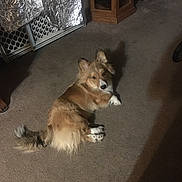 Oso joined the competition — help win amazing prizes! dog, corgi_like, fluffy_tail, brown_fur, white_paws, indoor, carpet, laying_down, pet, looking_at_camera, ears_up, living_room, shadow, furniture, curious, portrait, relaxed, medium_coat, owner_presence, home_interior