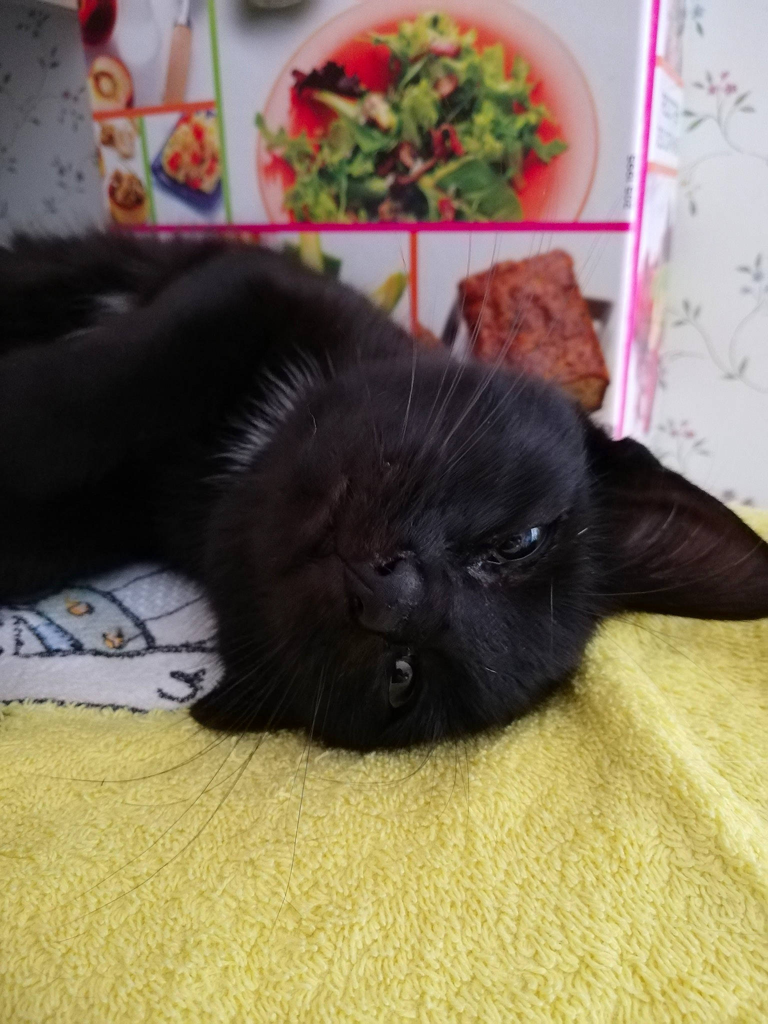 Réglisse a rejoint le concours — aidez-le/la à gagner de superbes lots ! black_cat, bombay, canidae, carnivore, cat, claw, comfort, dog_breed, domestic_short_haired_cat, felidae, flooring, fur, hardwood, liver, nap, plant, small_to_medium_sized_cats, sporting_group, tail, whiskers