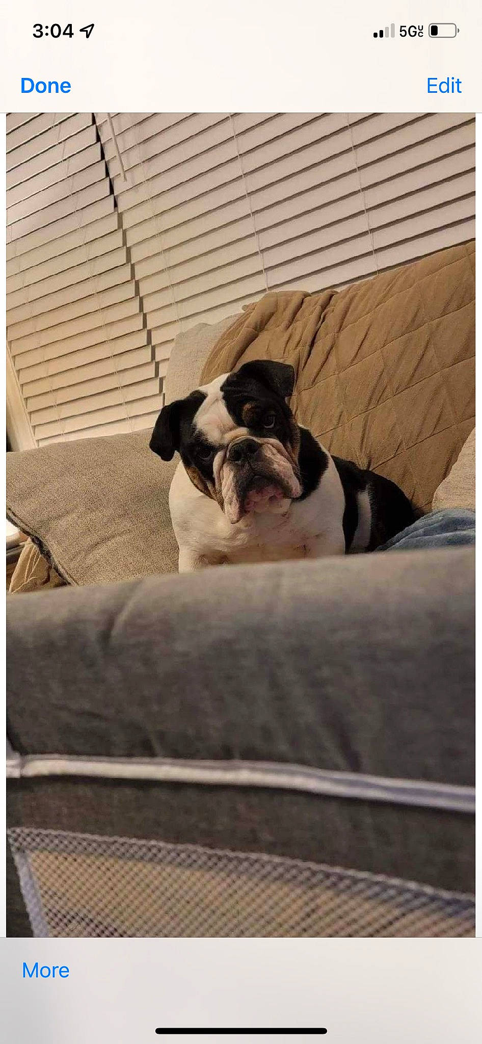 Puff joined the competition — help win amazing prizes! bored, boston_terrier, bulldog, canidae, carnivore, comfort, companion_dog, couch, dog, dog_breed, fawn, puppy_love, rectangle, sporting_group, square, tints_and_shades, toy_dog, window, wood, working_animal