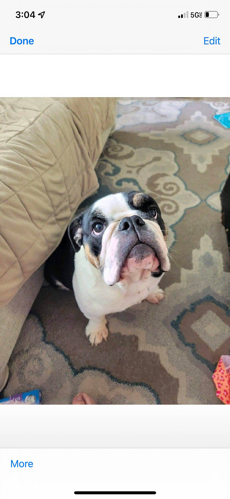 Puff is registered to the contest to win money with this photo: bored, bulldog, canidae, carnivore, comfort, companion_dog, couch, dog, dog_breed, fawn, flooring, puppy, rectangle, sporting_group, terrestrial_animal, toy_dog, whiskers, window, working_animal, wrinkle
